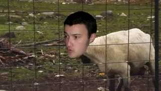 Le mouton Yvan qui crie [upl. by Clint]