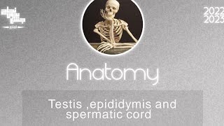 L1  Gross anatomy of testis  epididymis and spermatic cord  Anatomy [upl. by Zahavi]