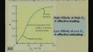 Lecture  12 Myoglobin and Hemoglobin [upl. by Beau]