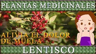 Plantas Medicinales LENTISCO Propiedades curativas y beneficios saludables [upl. by Scammon]