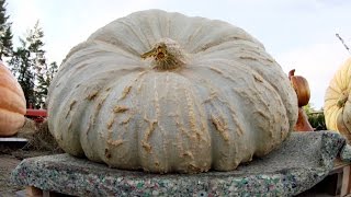 World’s Largest Chunk  Punkin Chunkin SuperChunk [upl. by Nibbs]