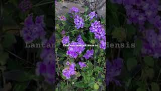 Lantana montevidensis  Purple Trailing Lantana lantana flowers [upl. by Lardner346]