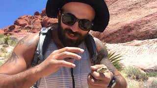 Catching Chuckwalla in Nevada Desert [upl. by Aivatnahs]