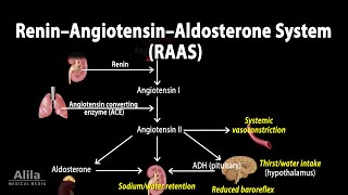 The Renin–Angiotensin–Aldosterone System RAAS Animation [upl. by Nahtam256]