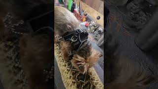 This size Diamondback could take a small dog out Brodiewayne no animal was hurt in this video [upl. by Oivaf950]