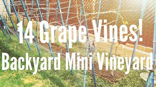 14 Grape Vine Mini Vineyard  Grapes 022815 Update High Density Espalier Gardener [upl. by Alix35]