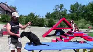 Training Your Labrador Retriever Part 2 [upl. by Gillie]