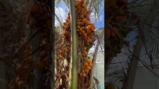 BUTIA CAPITATA PALMIER 🌴 ABRICOTS ABRICOTS EN FOLIE FIN SEPTEMBRE  OCTOBRE santé ÉTÉ INDIEN [upl. by Nomi120]