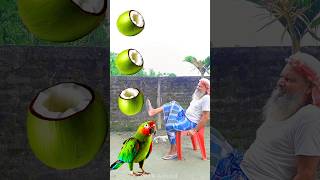 Rounding cut green coconuts to Duck Peacock Pigeon amp Parrot  Birds names magic video [upl. by Rellia]