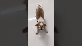 Shih Tzu Barking dikku shihtzu [upl. by Oterol]