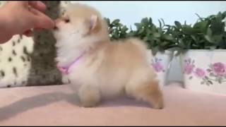 Female Pomeranian color cream  Reserved [upl. by Helm]