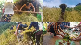 Harvesting And Collecting  Shifting Cultivation  Oryza sativa [upl. by Vandyke]