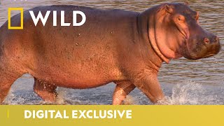 A Territorial Hippo Stakes His Claim  Deadliest Month Ever  National Geographic Wild UK [upl. by Epilif817]