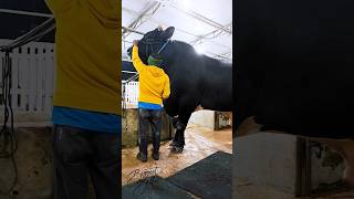 Holstein bull standing over 18 meters [upl. by Zellner184]