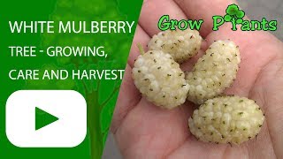 White mulberry tree  growing care and harvest [upl. by Arrim]