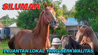 SILUMAN PEJANTAN LOKAL YANG BERKWALITAS SEGUDANG PRESTASI DI MASANYA  INDONESIAN HORSE RACING [upl. by Faxan]