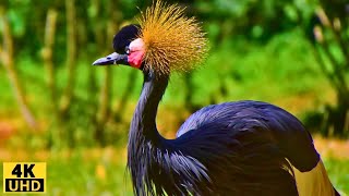 Birds 4k The most amazing birds of the worldBirds of RainforestNature Film amp Nature Sounds [upl. by Yalonda686]