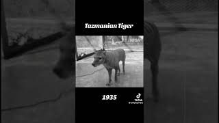 Tasmanian Tiger  subscribe for more [upl. by Irwinn]