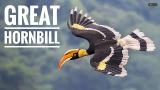 GREAT HORNBILL  Extraordinary wild bird in the world [upl. by Siduhey]