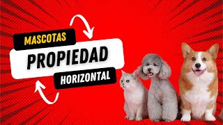 Tenencia de Mascotas y la Ley de Propiedad Horizontal en Colombia [upl. by Hamal]