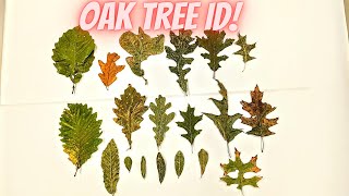 Oak Tree Identification Guide 20 Species [upl. by Amled]