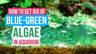 🚫 How to Get Rid of BlueGreen Algae or Cyanobacteria in Your Aquarium ☘️🐠 [upl. by Mccartan834]