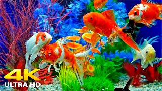 Aquarium 4K VIDEO ULTRA HD 🐠 Beautiful Relaxing Coral Reef Fish  Relaxing Sleep Meditation Music [upl. by Anaiad]