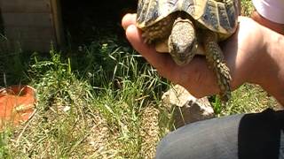 tortues dhermann comment reconnaitre un male dune femelle [upl. by Reynolds752]