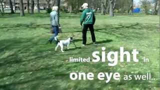 Cocker Spaniel Training  Barking and Pulling on the lead [upl. by Sicard667]