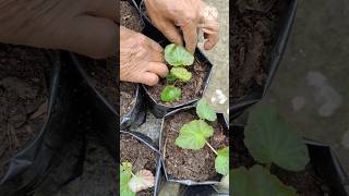 DOUBLE BEGONIA र HANGING BEGONIA VARIETY कसरी रोप्नु  shorts begonia [upl. by Nodnar]