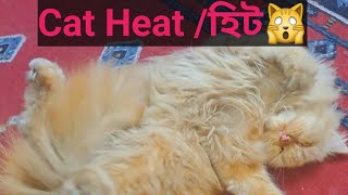 Cat Heat female বিড়াল হিটে আসলে কি অবস্থা হয় daylifedaylife [upl. by Nager]