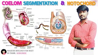 Chapter2 Kingdom Animalia  Coelom  Segmentation and Notochord  class 11 [upl. by Aicinoid]