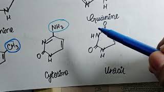 Pyramidines Synthesis amp Degradation  With Related Clinicals  Nucleotide Metabolism [upl. by Storfer]