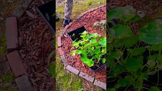 my nasturtium flowers got too much sun [upl. by Uhn]