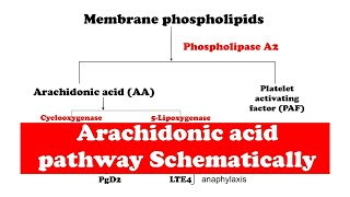 Arachidonic acid pathway [upl. by Llecrup77]