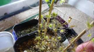 Drosera auriculata [upl. by Silvestro815]