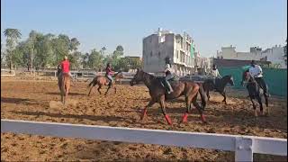 Horse Heaven Equestrian Sports Academy Jaipur Admission Open [upl. by Sellers592]