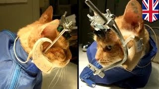 Shocking animal experiment Cats skulls cracked open and electrodes inserted into brains [upl. by Drislane]