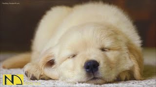 20 HOURS of Deep Sleep Dog Calming Music🐶🎵Anti Separation Anxiety Relief Music🎵Dog Music💖 NadanMusic [upl. by Ced]