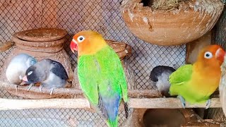 Lovebirds quotFrench Kissingquot Lovebirds Mutation Breeding Setup A Guide video shorts like [upl. by Rhpotsirhc]