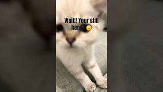 Hi I’m snowy wanna be my bestie cats edit kitty meow scroll viralvideo fyp snowy [upl. by Laen]