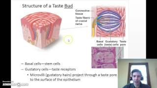 olfaction and gustation [upl. by Alejandra]