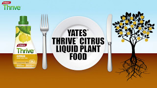 How to feed citrus plants using Yates Thrive Citrus Liquid Plant Food [upl. by Brownley]