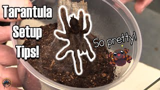 🕷🕸 How to Set Up a Standard Tropical Enclosure for a Pinktoe Tarantula 🕷🕸 [upl. by Lianne]