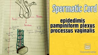 Spermatic cord full explanation  structures  Anatomy Mbbs [upl. by Otrevire]