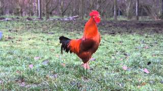 Chant du Coq Marans The Marans rooster song [upl. by Okramed]