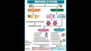 Nervous system detail notes sympathetic parasympathetic 🧠🦾 notes bilogy taxonomic chemistry [upl. by Acinorrev]