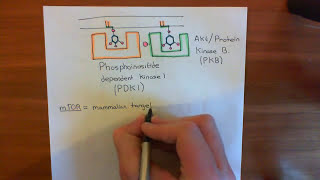 The Growth Factor Receptor and PI3K  AKT  mTOR Pathway Part 3 [upl. by Callan493]