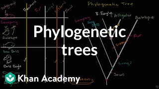 Understanding and building phylogenetic trees  High school biology  Khan Academy [upl. by Amice]