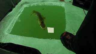 Mille Lacs Ice Fishing Report and Current Ice Conditions Christmas Pike Perch and Walleye [upl. by Aleda]